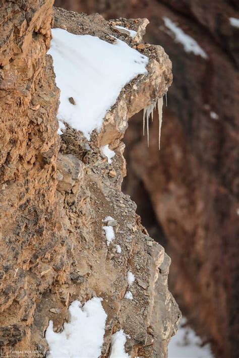 This leopard camouflage is crazy : r/interestingasfuck