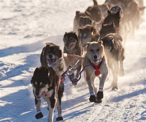 Dog Mushing Tour – Chena Aurora View Lodge