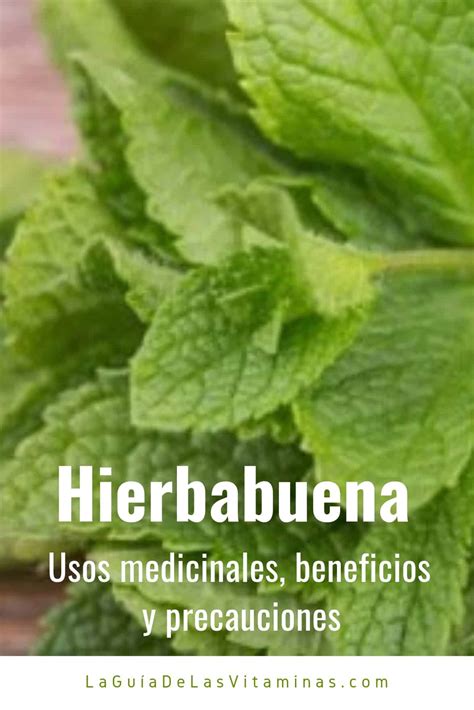 Hierbabuena usos medicinales beneficios y precauciones La Guía de