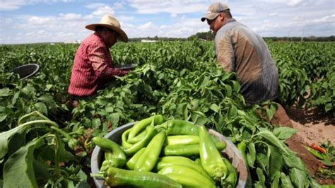 Producción agrícola en México rebasa las 270 millones de t