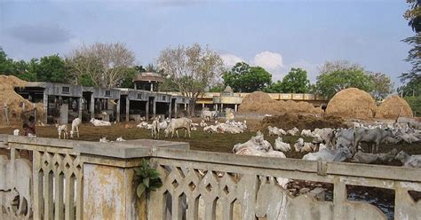 Cute Kanha Ji: A Goshala Or Cow Shelter At Guntur