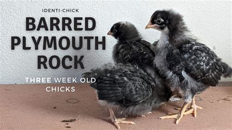 Barred Plymouth Rock 3 Week Old Chicks Youtube