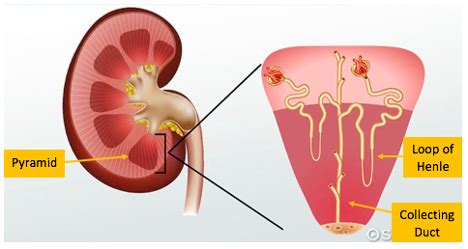 Exam Renal Anatomy Surgery Flashcards Quizlet