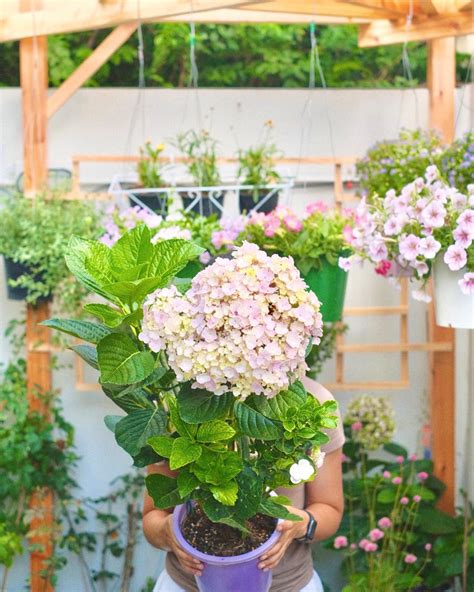 Sestraroom - น้องคนใหม่ Hydrangea "Avant Garde"... | Facebook