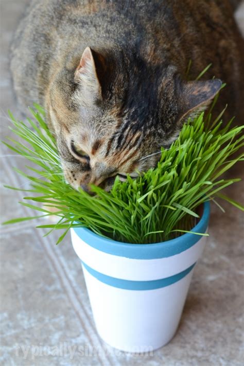 Diy Indoor Cat Grass Garden Typically Simple