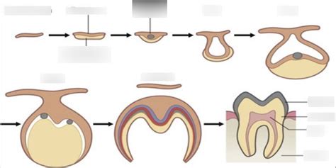 Tooth Development And Eruption Diagram Quizlet