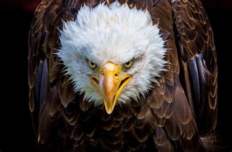 Fisherman Is Grinning Ear To Ear After A Bald Eagle Swoops Down To Grab ...