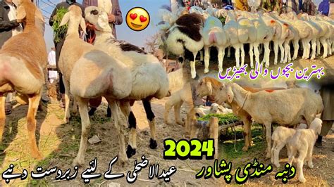 Dumba Mandi Peshawar New Updates Eid Ul Azha 2024 Turkey Balkhi