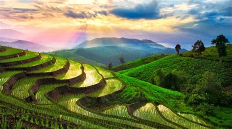 10 Terrace Farming Around The World | Types Of Farming