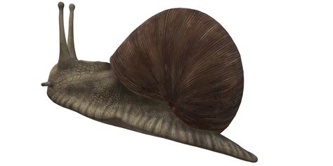 Snail isolated on a Transparent Background 24249176 PNG