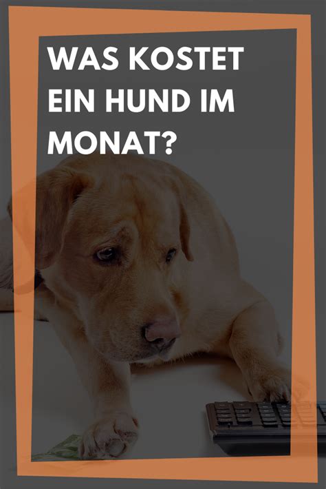 Was kostet ein Hund im Monat Hier rechnen wir einmalige jährliche und