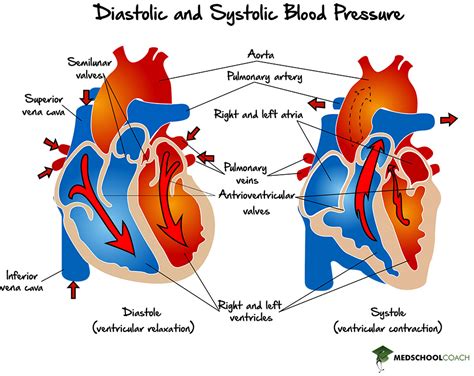 Blood Pressure Mcat Biology Medschoolcoach