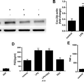 The Effect Of DEX On LPS Induced Expression Of COX 2 PGE 2 PGD 2