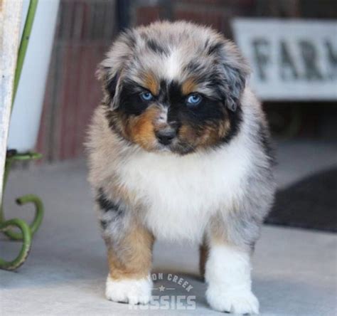 Australian Shepherd Puppy For Sale Near Me Canyon Creek Aussies