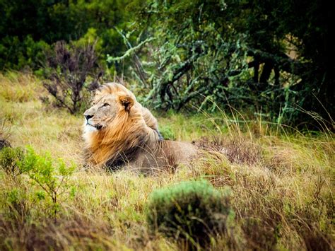 Free Images Nature Grass Wilderness Prairie Adventure Wildlife