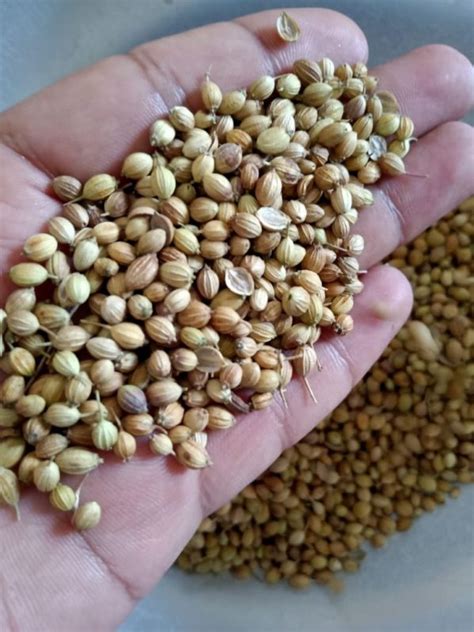 Natural Dried Brown Eagle Coriander Seeds For Cooking Packaging Type