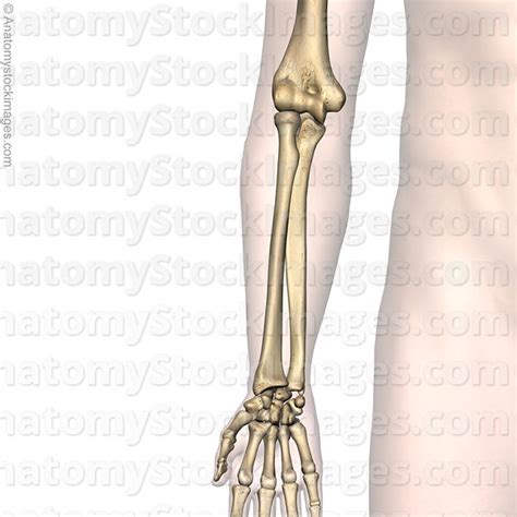 Anatomy Stock Images Forearm Bones Radius Ulna Anatomy Front Skin Names