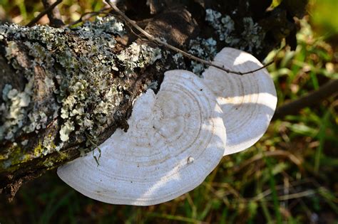 Polypore Bracket Species Free Photo On Pixabay