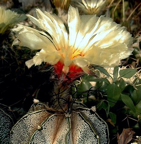 Astrophytum Capricorne Major Cm Astrokaktus Netstore