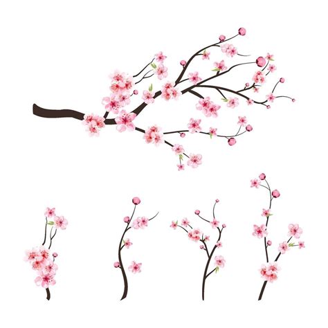 Pink sakura flower background. Sakura on white background. Watercolor ...