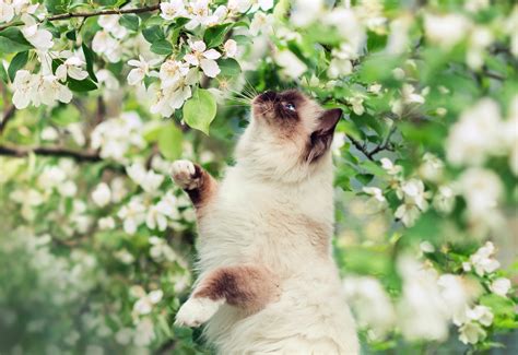 10 Himalayan Cat Hd Wallpapers Achtergronden