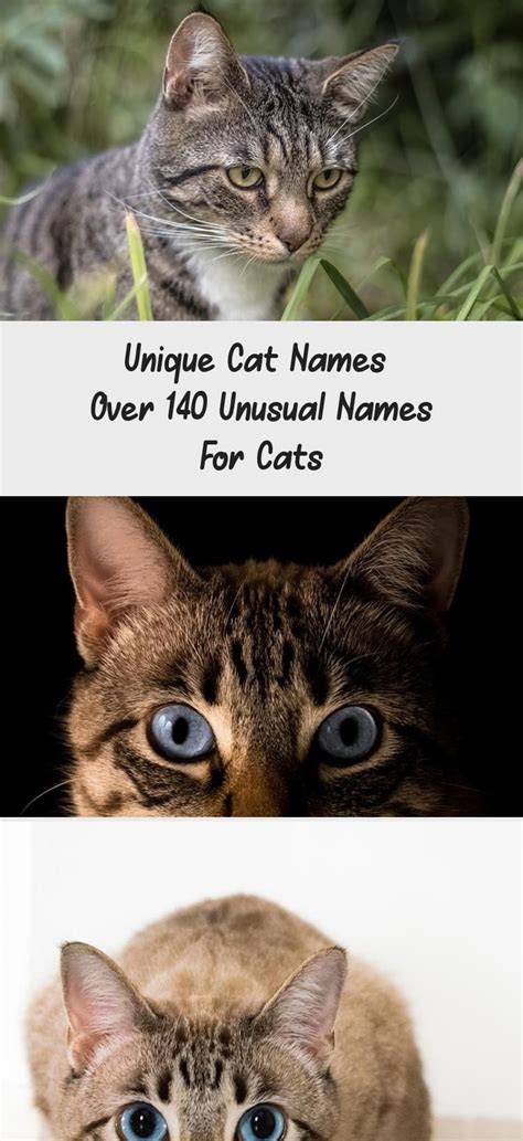 Cute Cat Names For Black Cats Message