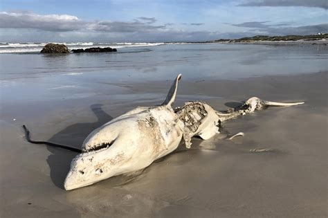 Great white decapitates diver in first fatal shark attack of 2023: report