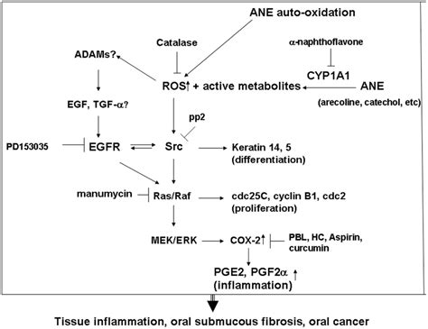 The Proposed Mechanism Of ANE Induced Molecular Changes CYP1A1 ROS