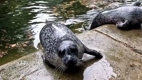 Płock w zoo zamieszkały cztery foki pospolite To gatunek chroniony w