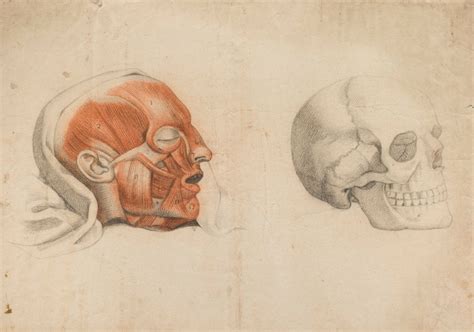 Anatomical Drawing Of The Bones And Muscles Of The Head And Neck