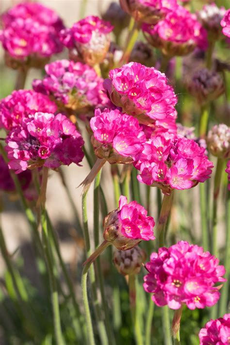 Garten Navi Strand Grasnelke Armeria maritima Düsseldorfer Stolz