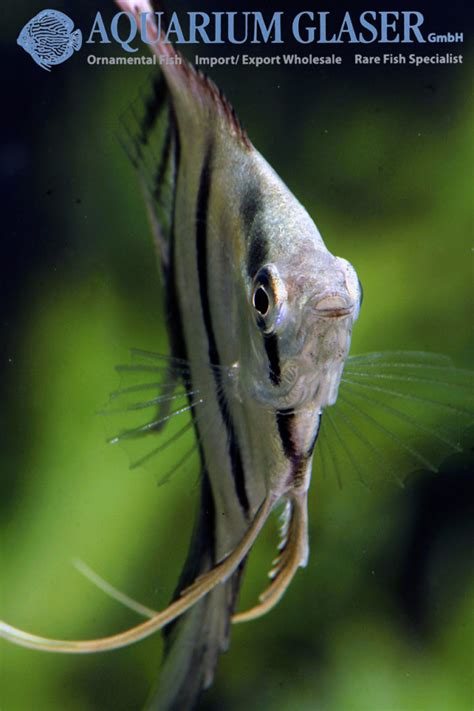 Pterophyllum Scalare Bicolor Blue Aquarium Glaser Gmbh