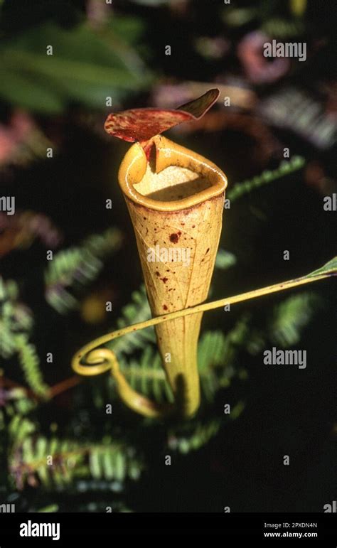 Madagascar Pitcher Plant Nepenthes Madagascariensis Taolagnaro Anosy Madagascar Africa