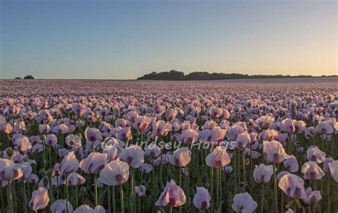 Dorset Poppy Fields: Opium Poppies at Dawn, June 2015.