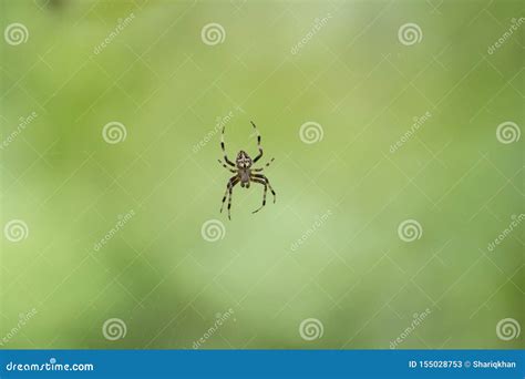 Spider of Orb Weaver Species Crwaling in Its Web Stock Image - Image of ...