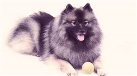 AKC Recognized Breeds | PetCareRx