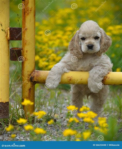 Foto De Cachorro Bonito - 5
