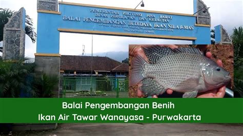 Balai Benih Ikan Wanayasa Purwakarta YouTube