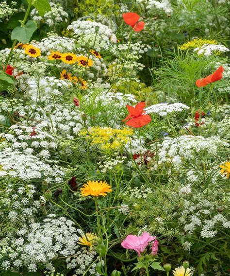 How To Create A Wildflower Front Yard Expert Advice Homes And Gardens