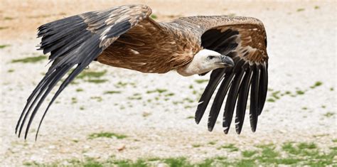 Vultures - Facts, Diet & Habitat Information