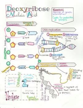 Dna Structure Function And Replication Doodle Notes Tpt