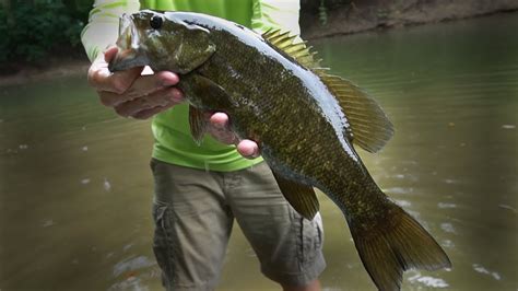 Exploring A New Creek Its Loaded With Bass Youtube