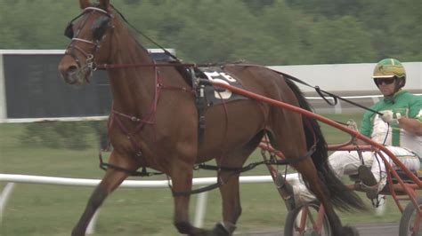 A Maine horse is living the dream | newscentermaine.com