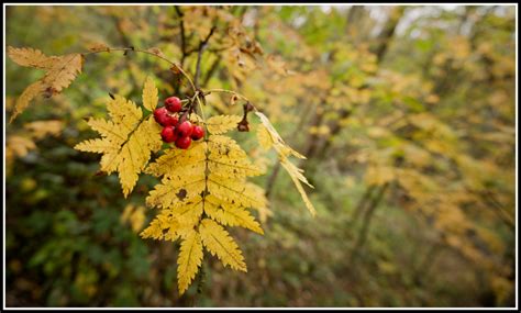 Free Images Tree Nature Branch Fruit Leaf Flower Produce