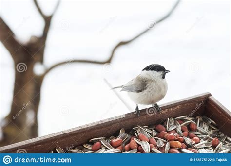 Feeding wild birds stock photo. Image of black, outdoor - 158175122