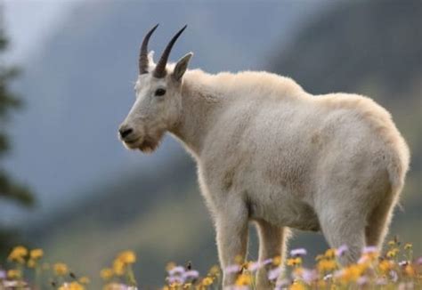 Mountain Goat Names 90 Adorable Name Ideas For A Mountain Goat