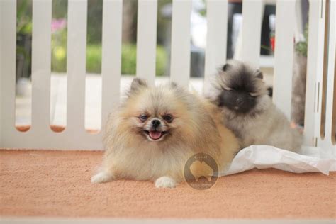 Cores Do Lulu Da Pomerânia Mergulho No Mundo Das Tonalidades