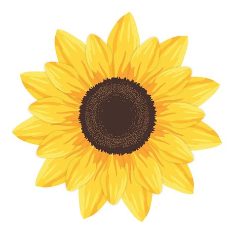 Premium Vector Sunflower Isolated On White Background