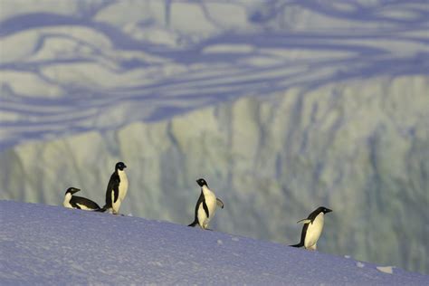 Adelie Penguin Pictures