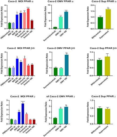 Effects Of Active And Inactive A Muciniphila At MOIs Of 10 50 And